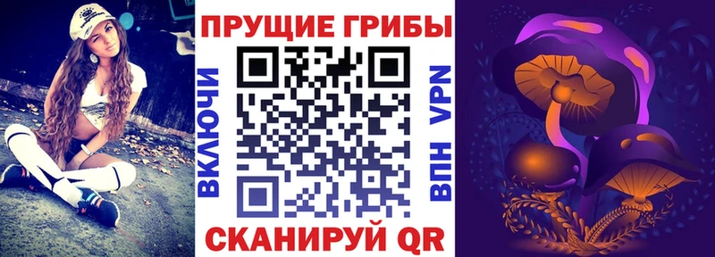 блэк спрут   Макушино  Галлюциногенные грибы Psilocybine cubensis 